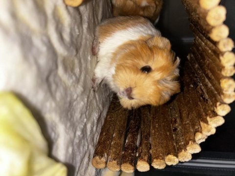 Ginepig bebekleri yuvasını bekliyor