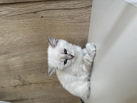 British shorthair erkek