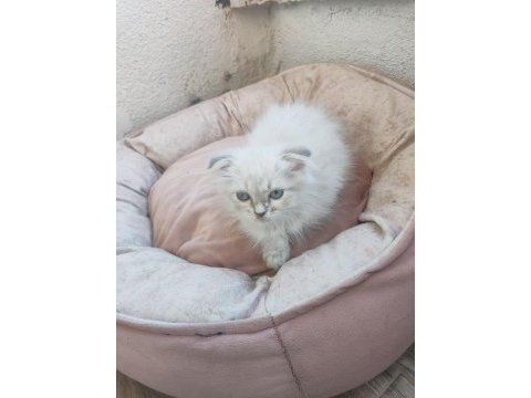 British longhair uygun puanlı
