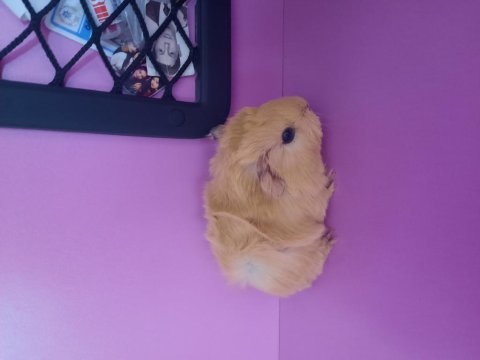 Peruvan ginepig yavrularımız