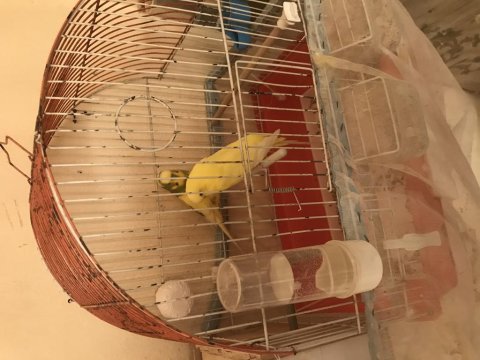 8 adet yavru muhabbet kuşu tam alıştırmalık