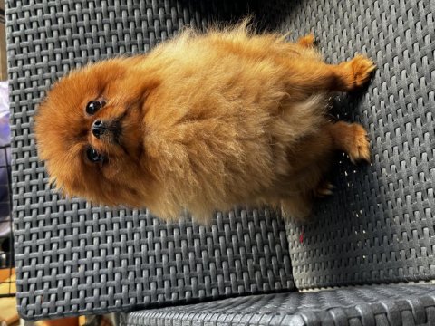 Barbie pomeranian kızımız dişi tuvalet eğitimi var