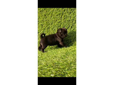 Pug mops kusursuz guzellikler