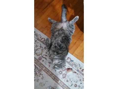 Yakışıklı scottish fold oğluma aynı ırktan eş arıyorum