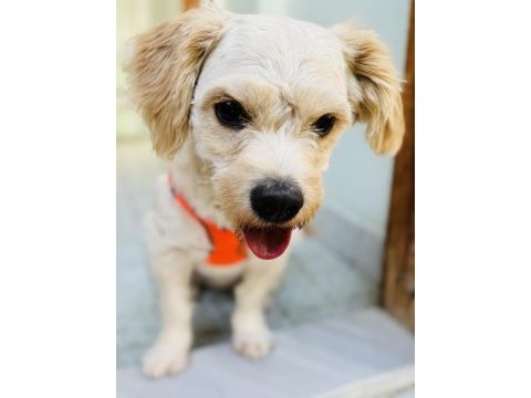 Eğitimli maltipoo