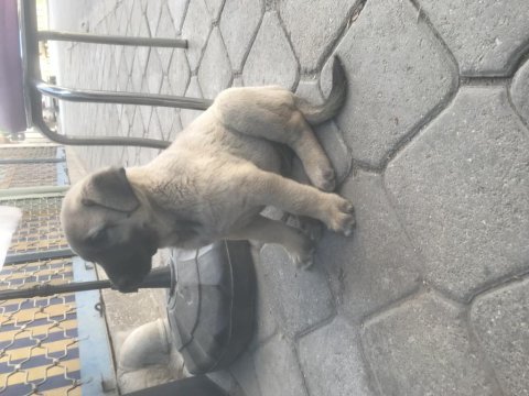 Hakiki kangal yavruları