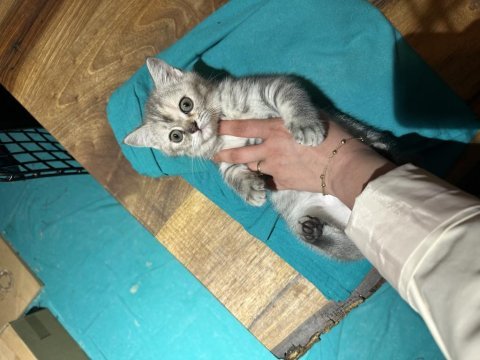 69 günlük dişi british shorthair
