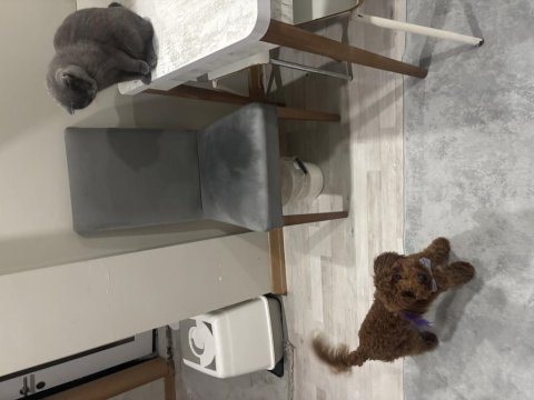 2.5 aylık toy poodle yavru