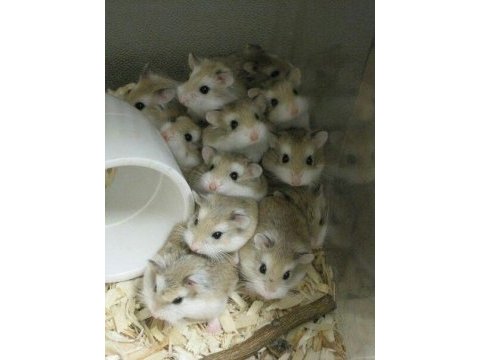 Sevimli gonzales hamster yavrular