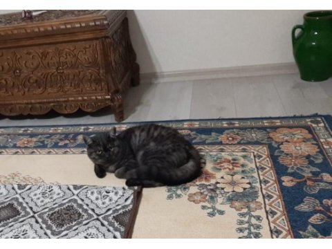 Uslu british shorthair ev kedisi yeni yuvasını arıyor