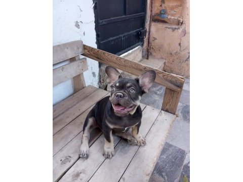 Coco tan egzotik french bulldog erkek yavru