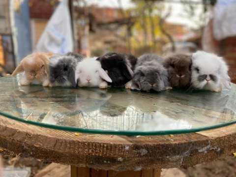 Hollanda lop tavşanı yavrularımız