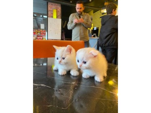 Scottish fold yeterince anne sütü aldı oyuncu kediler