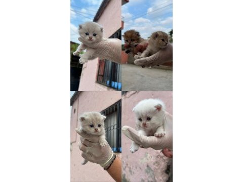 British shorthair golden yavrularımız
