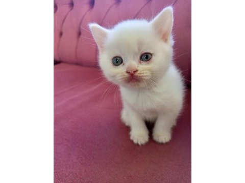 British longhair 45 günlük kedimiz
