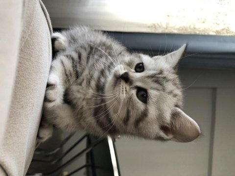 Dişi yavru british shorthair