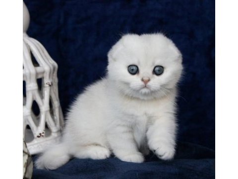 Mavi boncuğumuz silver scottish fold shorthair 