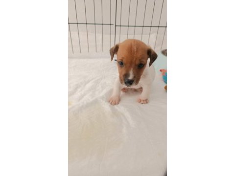 Dünyalar güzeli jack russell yavrumuza yuva arıyorum