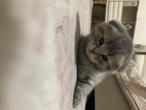Scottish fold yavrular ve anne sahiplendirilecektir