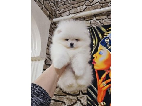 Pomeranian boo ayı surat yavrular
