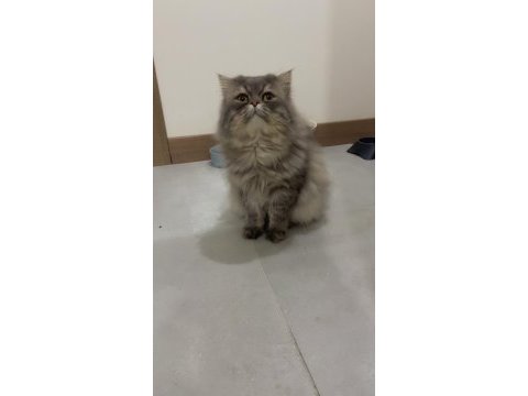 Persian cinsi oğlumuz acil yuva arıyor