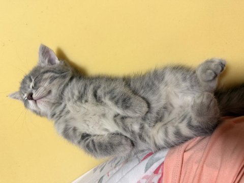 British longhair 55 günlük