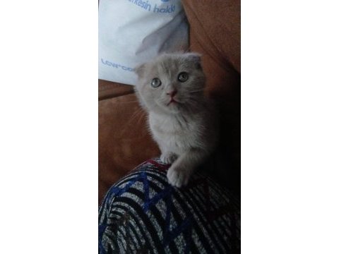 2 aylık kedimiz