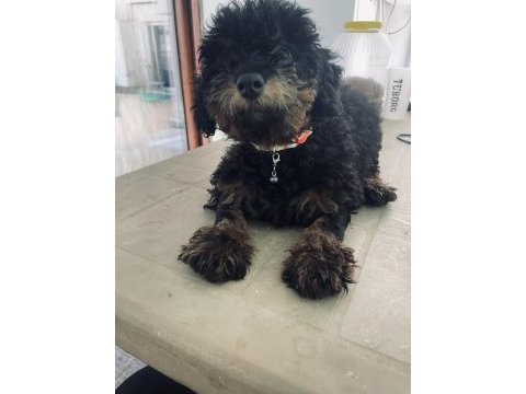 Siyah toy poodle 4 aylık