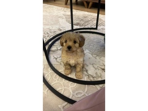 2 aylık yakışıklı maltipoo cinsi oğlumuz