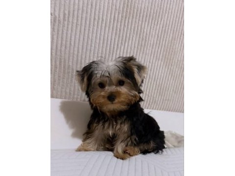 Teddy yorkshire terrier