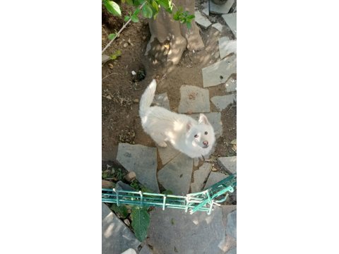 Safkan süt beyaz sibirya kahve renkli göz