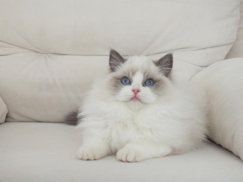 Full şecereli ragdoll yavruları