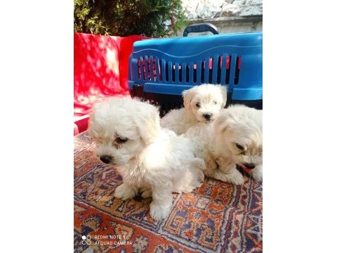 Terrier maltese yavruları