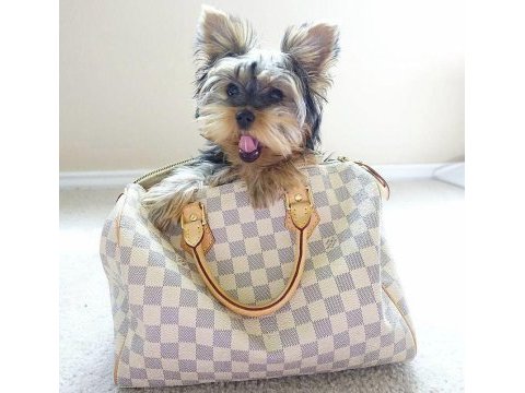 Evinizin maskotu olacak mükemmel dost köpeğimiz