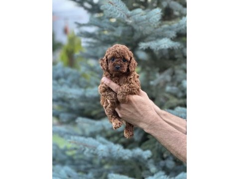 Toy poodle kore bebekler teslime hazırlar