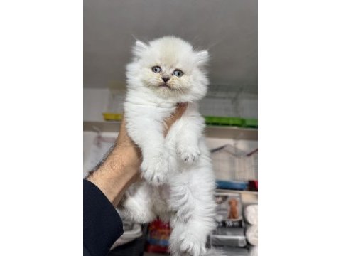 A kalite top kafa dişi british longhair yavrumuz