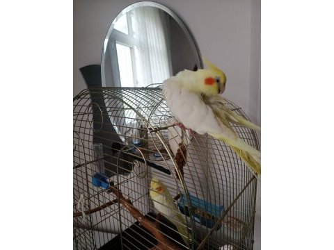 Takım lutino sultan papağanı