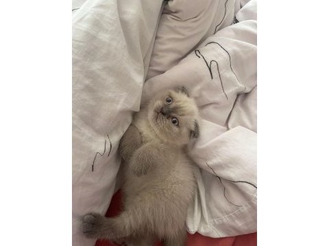 Ev ortamından sağlıklı scottish fold bebekler
