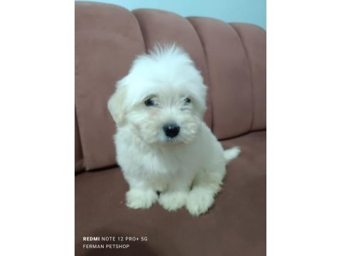 Maltese 5 şivava yavrularımız