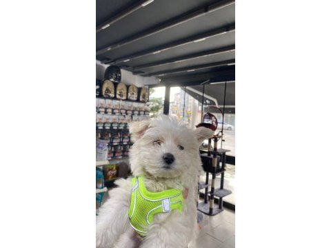 Yavru terrier sevilcan