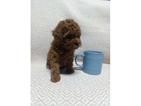 Tea cup boyutlarda kore poodle bebeklerimiz