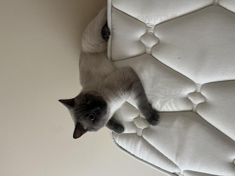 Blue point british shorthair