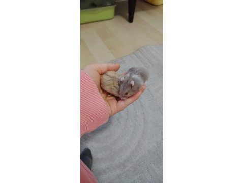 Gonzales yavru hamster