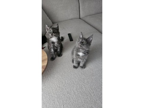 Safkan maine coon yavruları