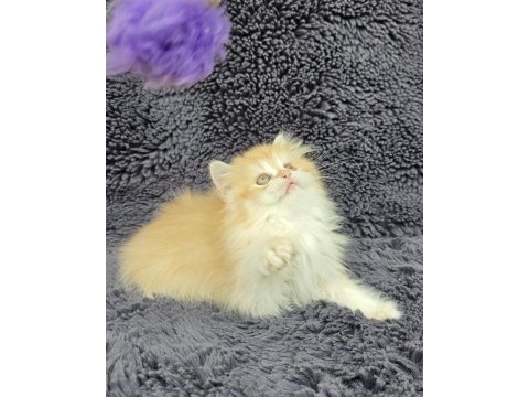 Güzel british longhair kızım yeni evini arıyor