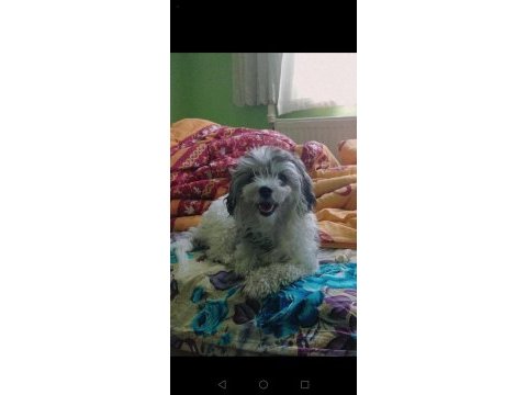 Dünyalar tatlısı iki terrier kız uyguna