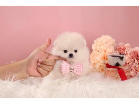Minik teacup pomeranian boo