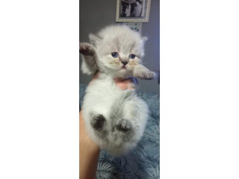 British longhair ve shorthair bebekler