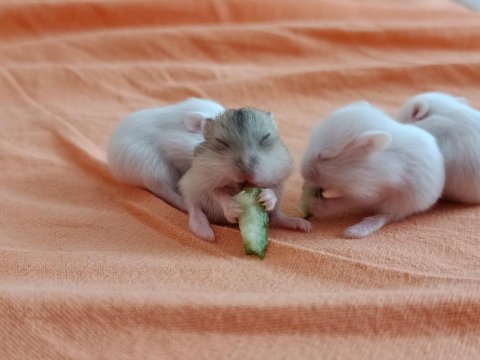 Gonzales hamster