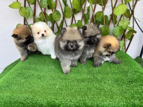 Yalova da pomeranian boo bebekler